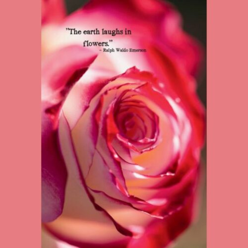 Earth Laughs In Flowers Rose Photo Sticker