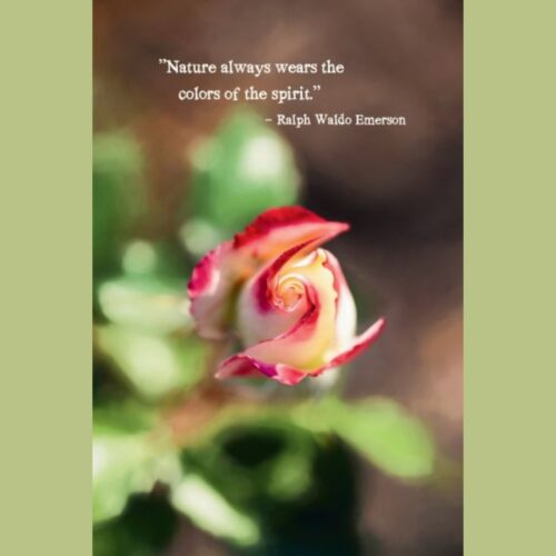 Nature Always Wears Colors Rose Photo Sticker