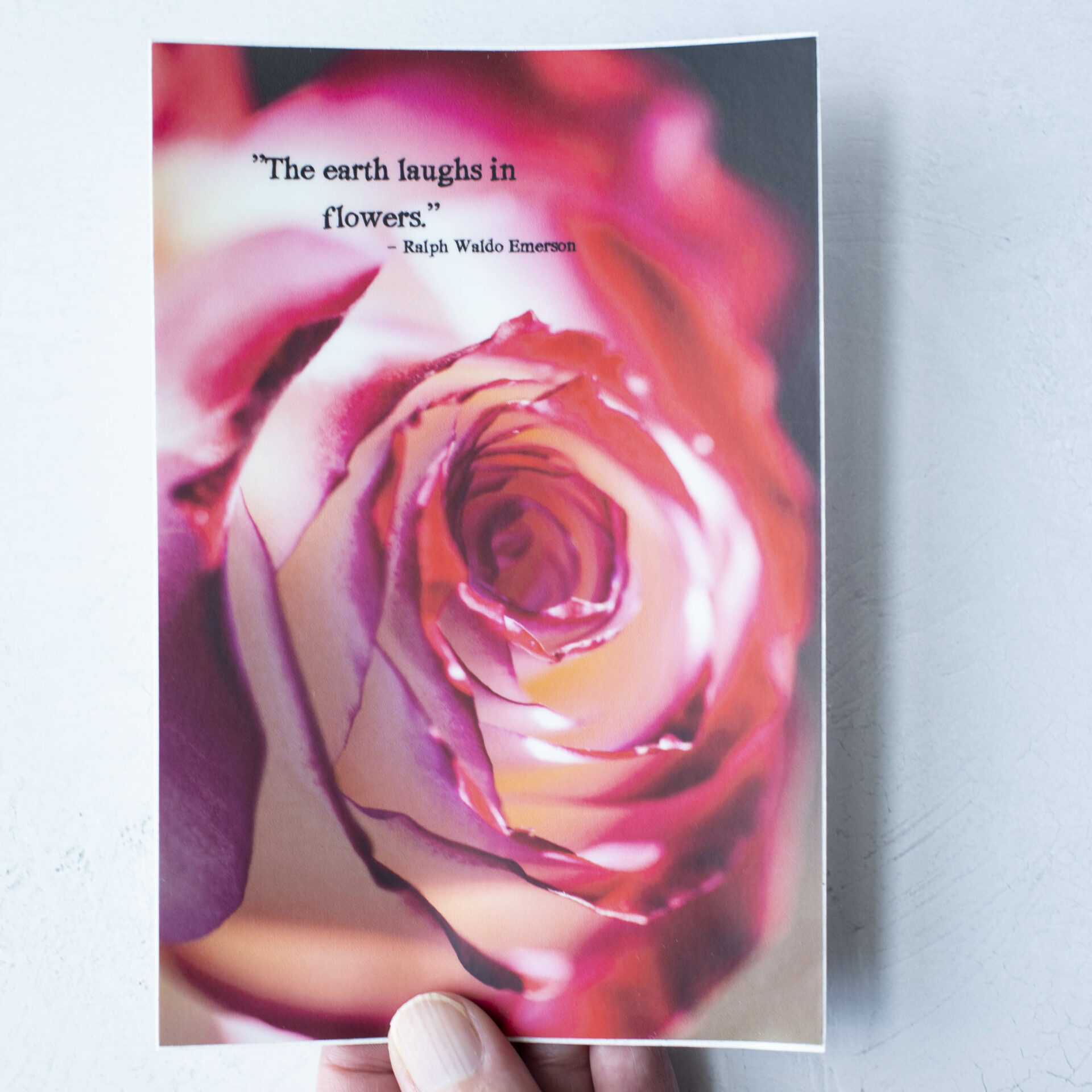 Earth Laughs In Flowers Rose Photo Sticker